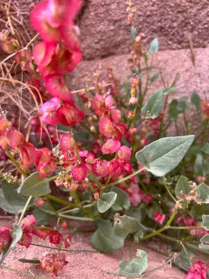 a bouquet of red flowers on the ground at Al-Shakriya Village Camp in Wadi Rum