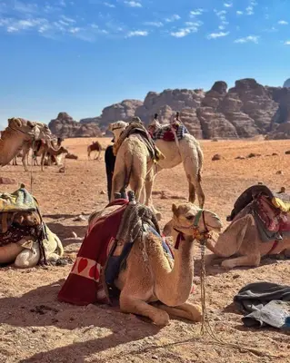 a group of camels sitting in the desert at LARA lUXURY CAMP in Wadi Rum