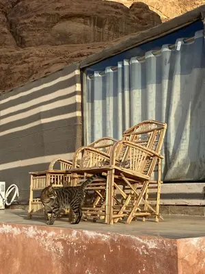 a cat walking in front of two chairs at HILTON WADi RUM in Disah