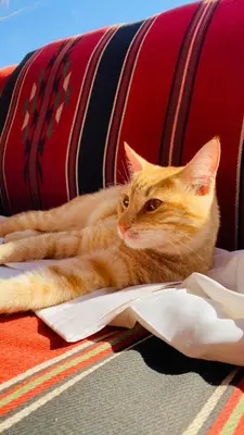 an orange cat laying on top of paper on a chair at camp scylla Wadi Rum in Wadi Rum